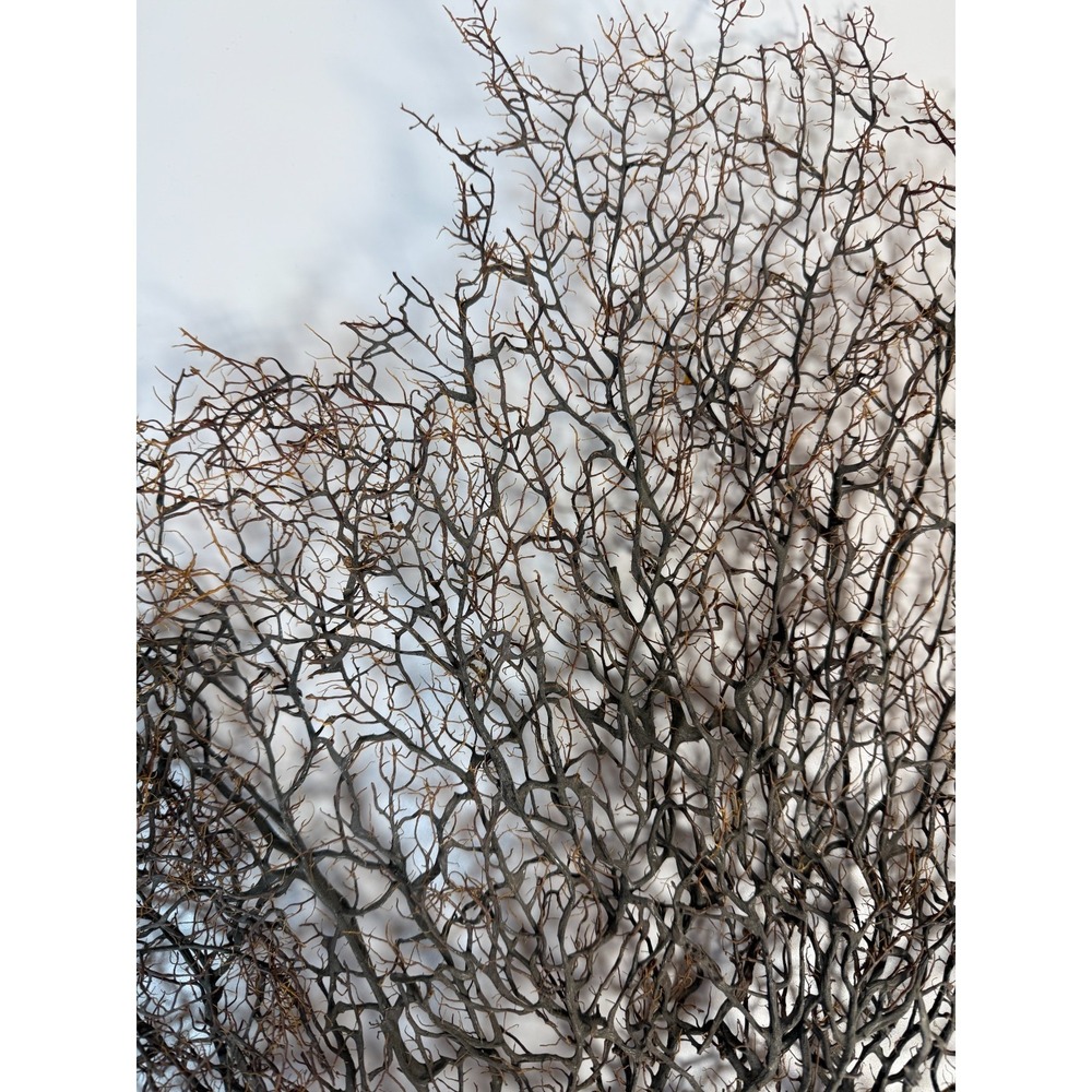 Gorgonia Sea Fan Costal Decor Item Vintage 18" x 18" ***BIG*** - Picture 4 of 9